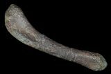 Unidentified Theropod (Raptor) Humerus - Montana #92816-1